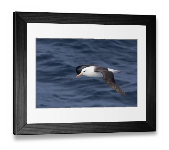 Framed Print : South Georgia Island, Smaaland Cove. Black-browed albatross in flight (Thalassarche melanophris) Framed Print : South Georgia Island, Smaaland Cove. Black-browed albatross in flight (Thalassarche melanophris)