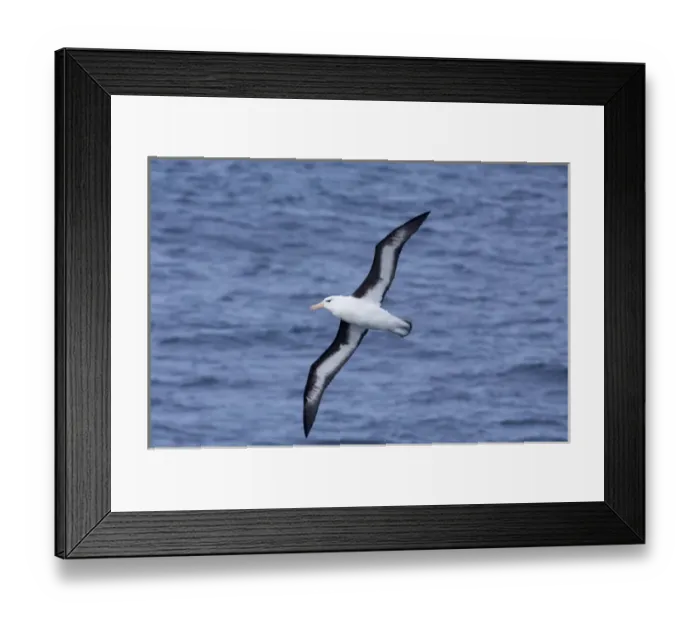 Framed Print : South Georgia Island, Smaaland Cove. Black-browed albatross in flight (Thalassarche melanophris) Framed Print : South Georgia Island, Smaaland Cove. Black-browed albatross in flight (Thalassarche melanophris)