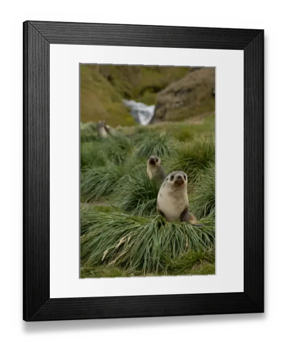 Framed Print : Antarctic, Antarctic