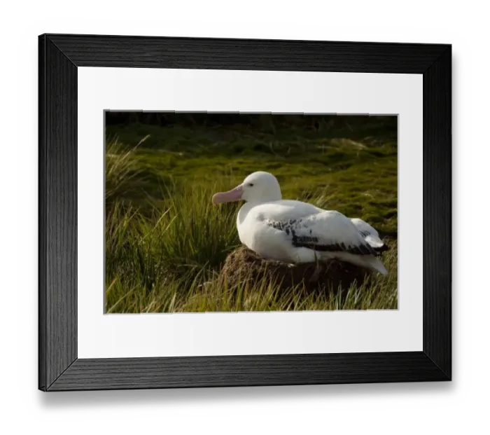 Framed Print : South Georgia, Prion Island. Wandering albatross (Diomedea exulans) nesting in tussac grass Framed Print : South Georgia, Prion Island. Wandering albatross (Diomedea exulans) nesting in tussac grass
