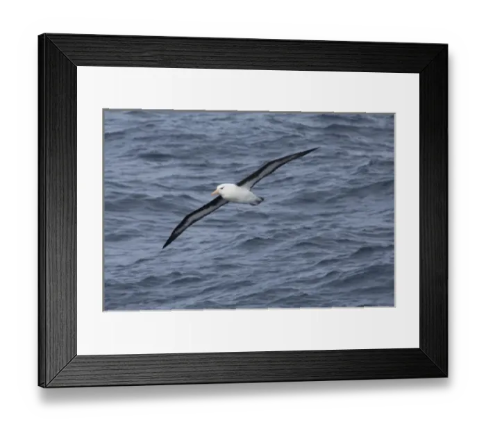 Framed Print : South Georgia Island, Smaaland Cove. Black-browed albatross in flight (Thalassarche melanophris) Framed Print : South Georgia Island, Smaaland Cove. Black-browed albatross in flight (Thalassarche melanophris)