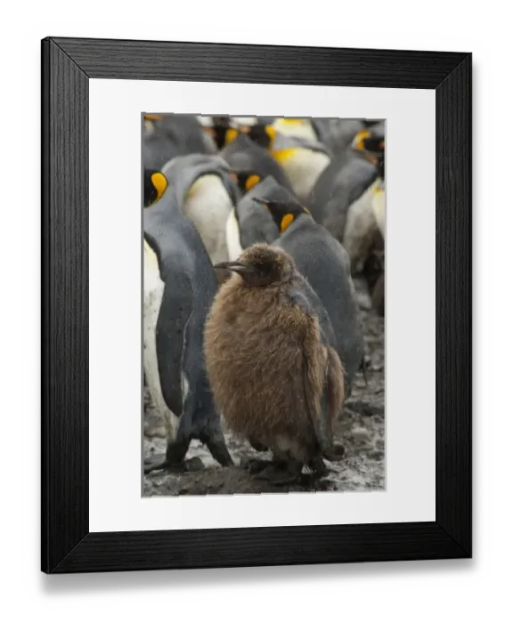 Framed Print : Antarctic, Antarctic Framed Print : Antarctic, Antarctic