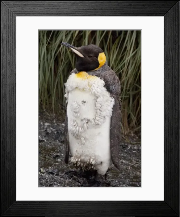 Framed Print : South Georgia Island, Salisbury Plain. King penguin (wild: Aptenodytes patagonicus)