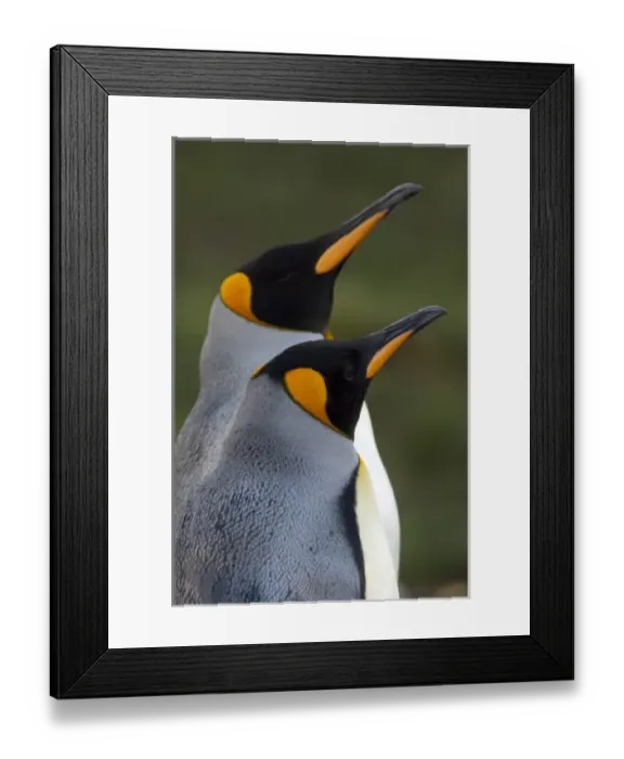 Framed Print : South Georgia Island, Gold Harbor. King penguins (Aptenodytes patagonicus) Framed Print : South Georgia Island, Gold Harbor. King penguins (Aptenodytes patagonicus)