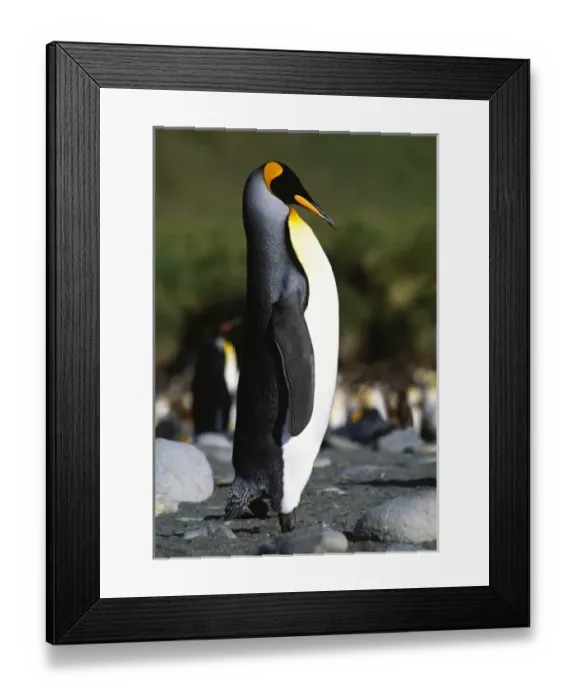 Framed Print : Southern Ocean, South Georgia Island. A King Penguin (Aptenodytes patagonicus) strutting Framed Print : Southern Ocean, South Georgia Island. A King Penguin (Aptenodytes patagonicus) strutting