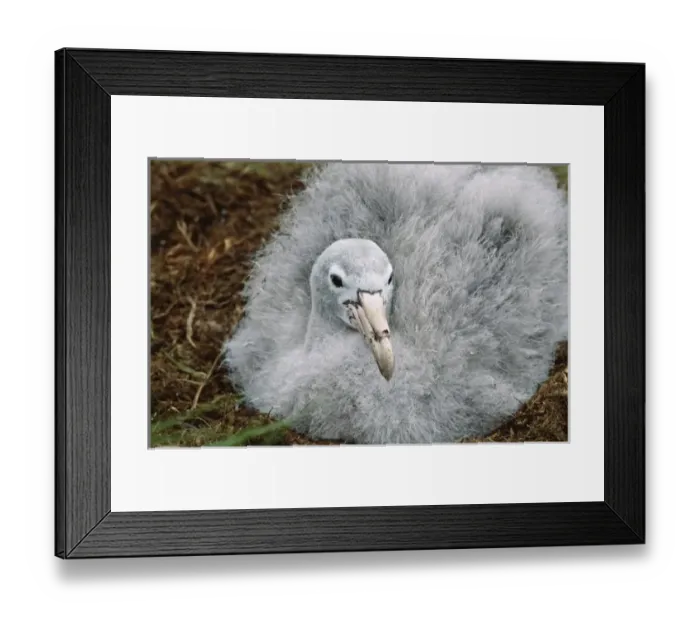 Framed Print : Southern Ocean, South Georgia Island. Close-up of a chick of the Southern Giant Petrel Framed Print : Southern Ocean, South Georgia Island. Close-up of a chick of the Southern Giant Petrel