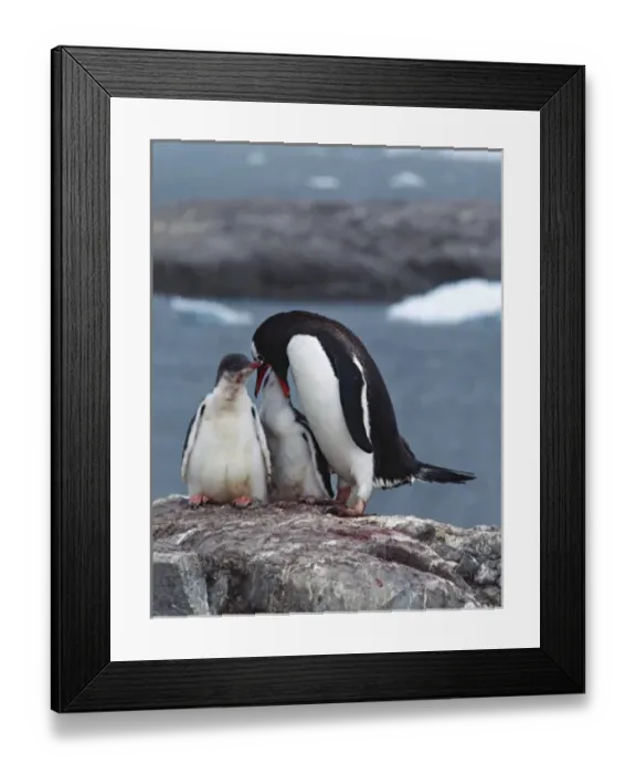 Framed Print : Southern Ocean, South Orkney Island. A Gentoo Penguin (Pygoscelis papua) feeding its Framed Print : Southern Ocean, South Orkney Island. A Gentoo Penguin (Pygoscelis papua) feeding its
