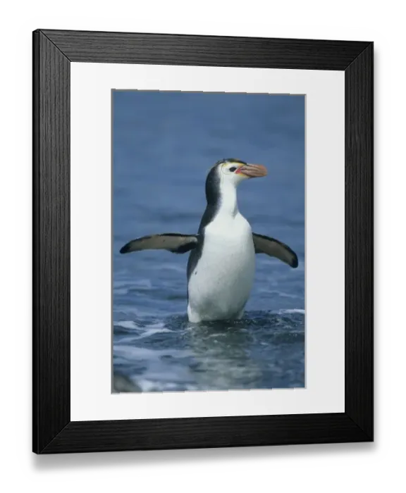Framed Print : Royal Penguin, (Eudyptes schlegeli) returning from sea, Macquarie Island, Australian sub-Antarctic Framed Print : Royal Penguin, (Eudyptes schlegeli) returning from sea, Macquarie Island, Australian sub-Antarctic