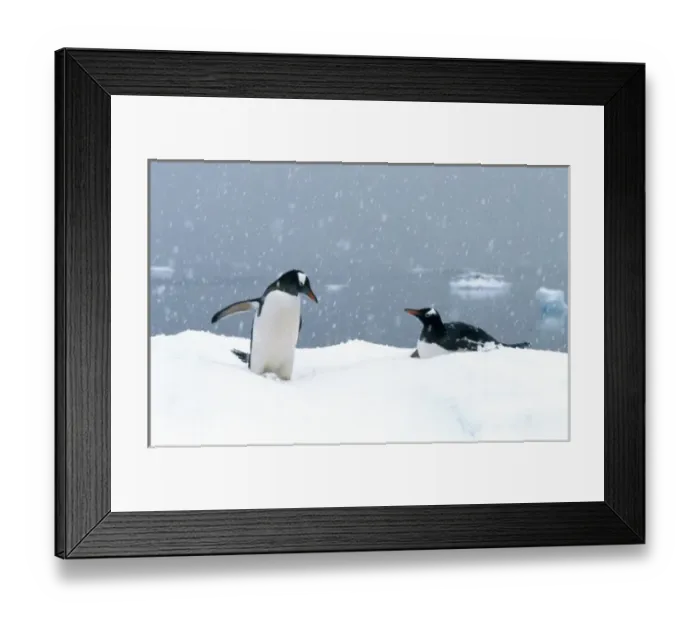 Framed Print : Gentoo Penguins (Pygoscelis papua) In snow; Antarctic Peninsula, Antarctica Framed Print : Gentoo Penguins (Pygoscelis papua) In snow; Antarctic Peninsula, Antarctica