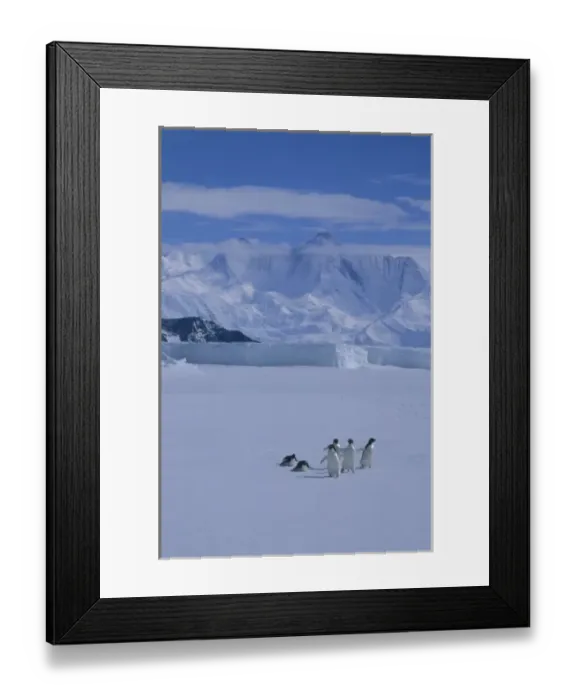 Framed Print : Adelie Penguin, (Pygoscelis adeliae) on sea ice, Cape Hallett, Victoria Land, Antarctica Framed Print : Adelie Penguin, (Pygoscelis adeliae) on sea ice, Cape Hallett, Victoria Land, Antarctica