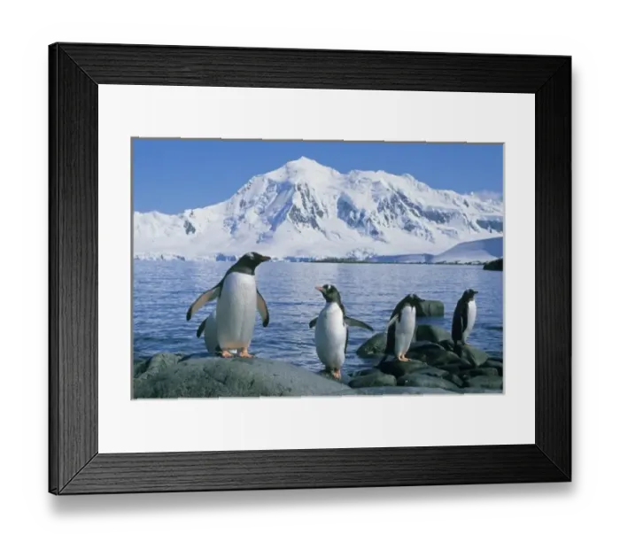 Framed Print : Gentoo Penguin, (Pygoscelis papua), Port Lockroy, group coming ashore, Antarctica