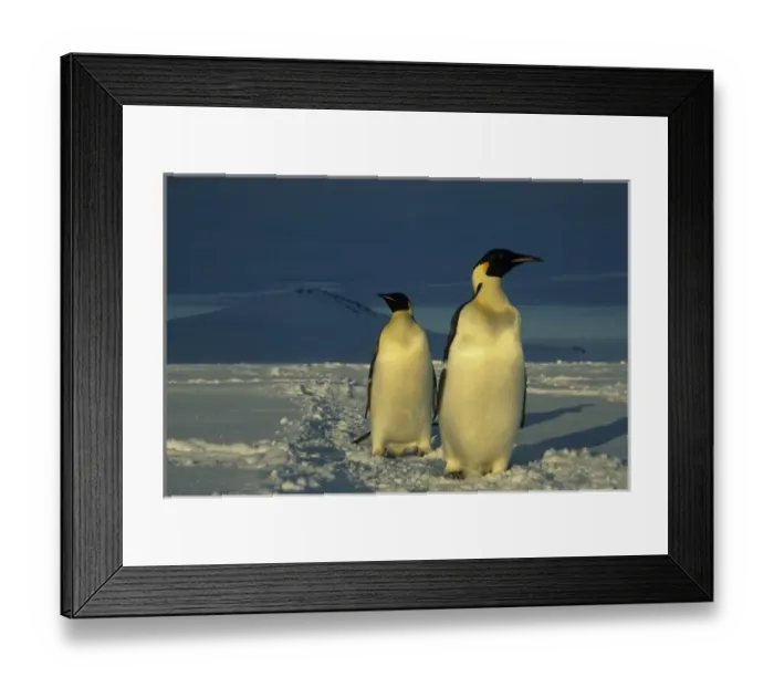 Framed Print : Emperor Penguins, (Aptenodytes forsteri), Mt. Melbourne behind, Cape Washington, Ross Sea