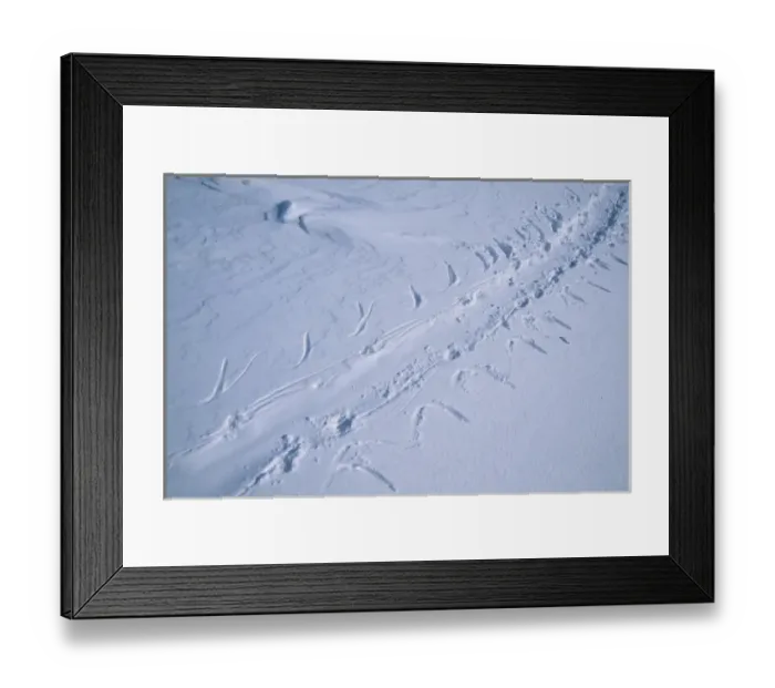 Framed Print : Track of tobogganing Emperor Penguin, (Aptenodytes forsteri), Ross Sea, Terra Nova Bay, Antarctica Framed Print : Track of tobogganing Emperor Penguin, (Aptenodytes forsteri), Ross Sea, Terra Nova Bay, Antarctica
