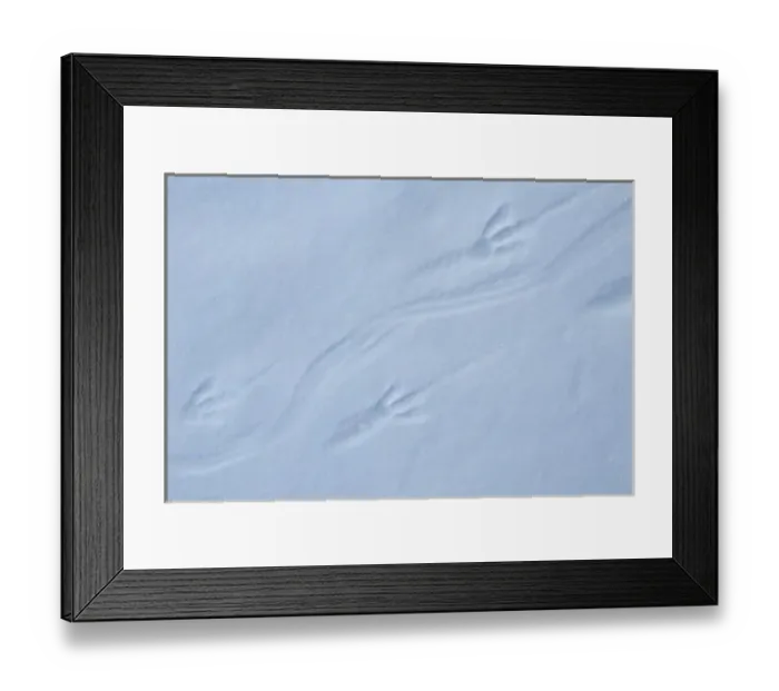 Framed Print : Adelie Penguin, (Pygoscelis adeliae), footprints in snow, Cape Hallett, Ross Sea, Antarctica Framed Print : Adelie Penguin, (Pygoscelis adeliae), footprints in snow, Cape Hallett, Ross Sea, Antarctica