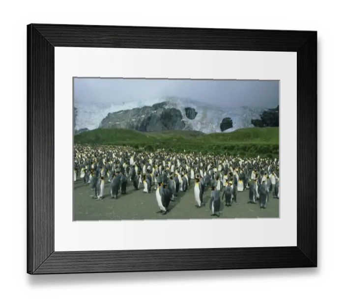 Framed Print : King Penguins, (Aptenodytes patagonicus), colony, South Georgia Island, sub-Antarctic