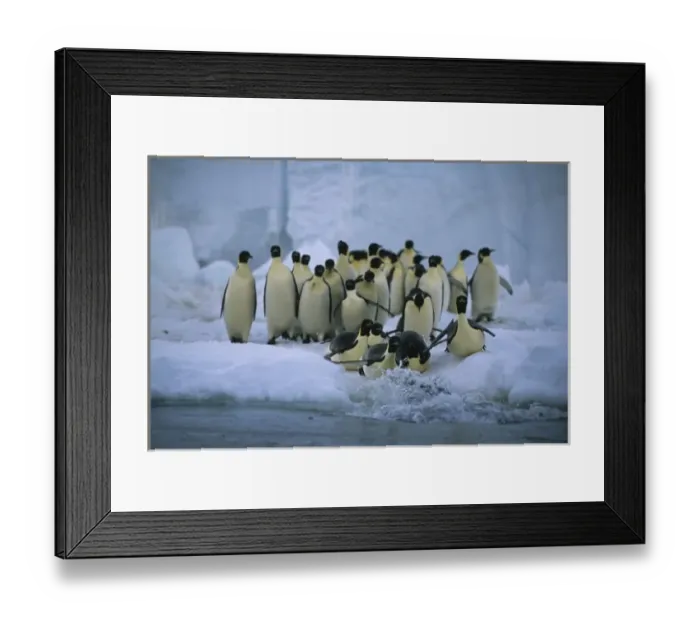 Framed Print : Emperor Penguins, (Aptenodytes forsteri), entering water, Cape Roget colony, Ross Sea, Antarctica Framed Print : Emperor Penguins, (Aptenodytes forsteri), entering water, Cape Roget colony, Ross Sea, Antarctica