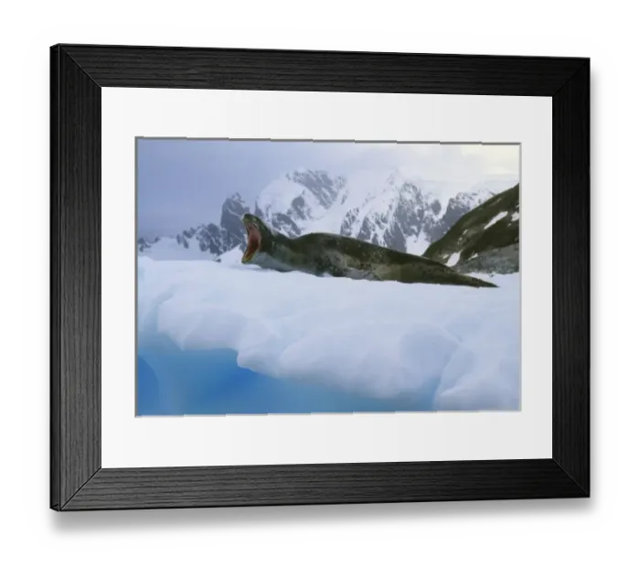 Framed Print : Leopard Seal, (Hydrurga leptonyx), yawning, Paradise Bay, Antarctica Framed Print : Leopard Seal, (Hydrurga leptonyx), yawning, Paradise Bay, Antarctica