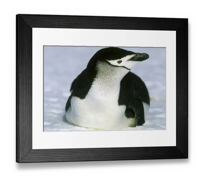 Framed Print : Chinstrap Penguin, (Pygoscelis antarctica), S. Sandwich Island, Antarctica Framed Print : Chinstrap Penguin, (Pygoscelis antarctica), S. Sandwich Island, Antarctica