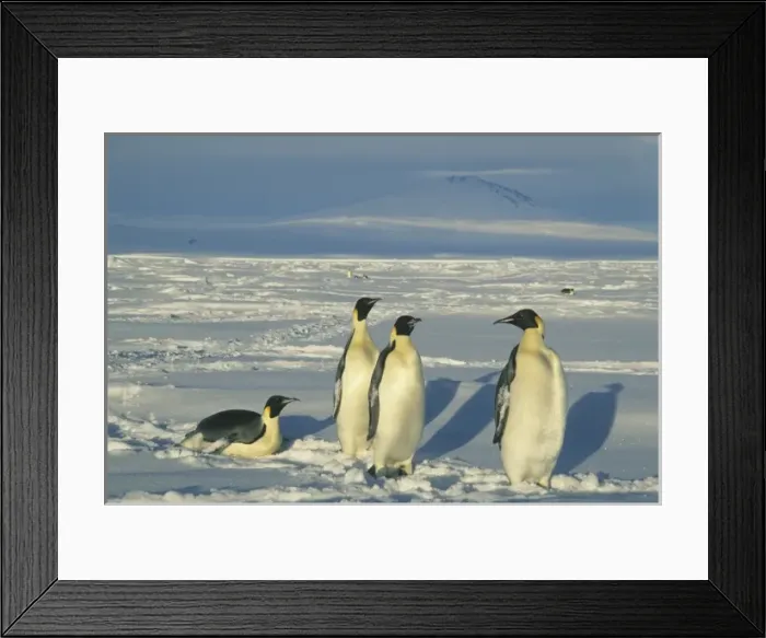 Framed Print : Emperor Penguins, (Aptenodytes forsteri), Mt. Melbourne behind, Cape Washington, Ross Sea Framed Print : Emperor Penguins, (Aptenodytes forsteri), Mt. Melbourne behind, Cape Washington, Ross Sea