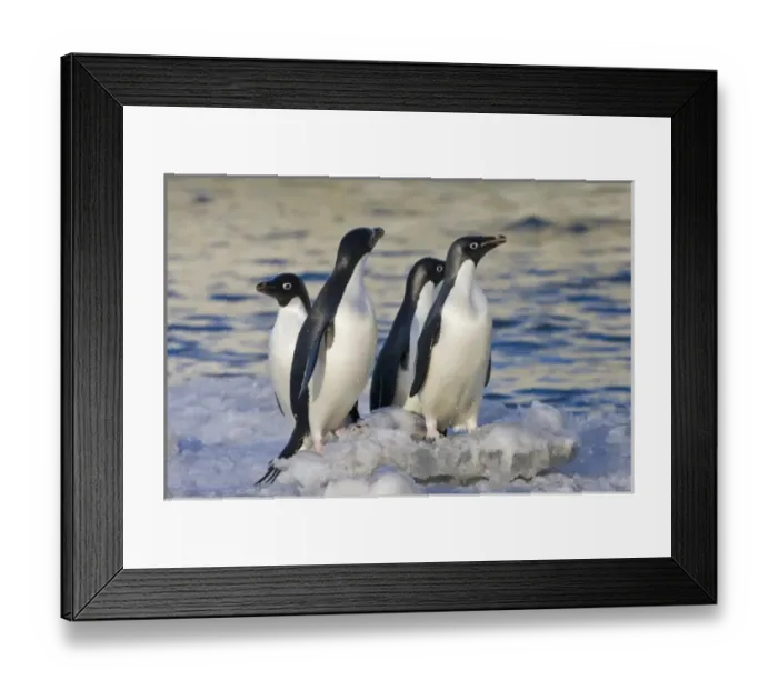 Framed Print : Adelie Penguins (Pygoscelis adeliae) on South Shetland Island, Antarctica Framed Print : Adelie Penguins (Pygoscelis adeliae) on South Shetland Island, Antarctica