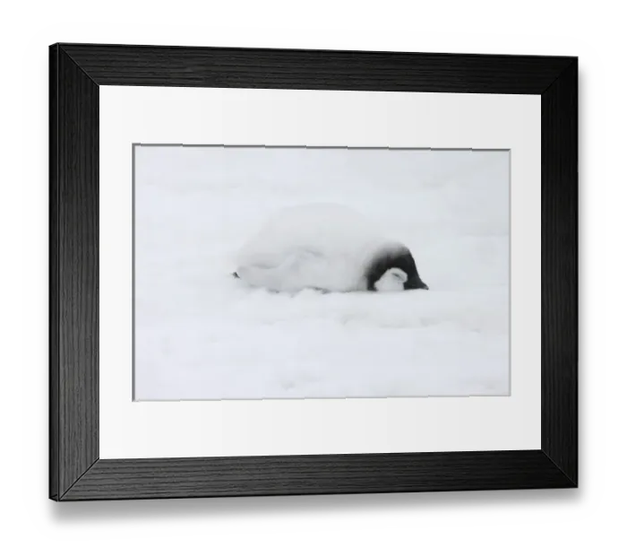 Framed Print : Emperor Penguin (Aptenodytes forsteri) chick on ice. Snow Hill Island, Antarctica Framed Print : Emperor Penguin (Aptenodytes forsteri) chick on ice. Snow Hill Island, Antarctica