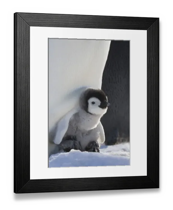 Framed Print : Emperor Penguin (Aptenodytes forsteri) chick on parents feet on ice, Snow Hill Island