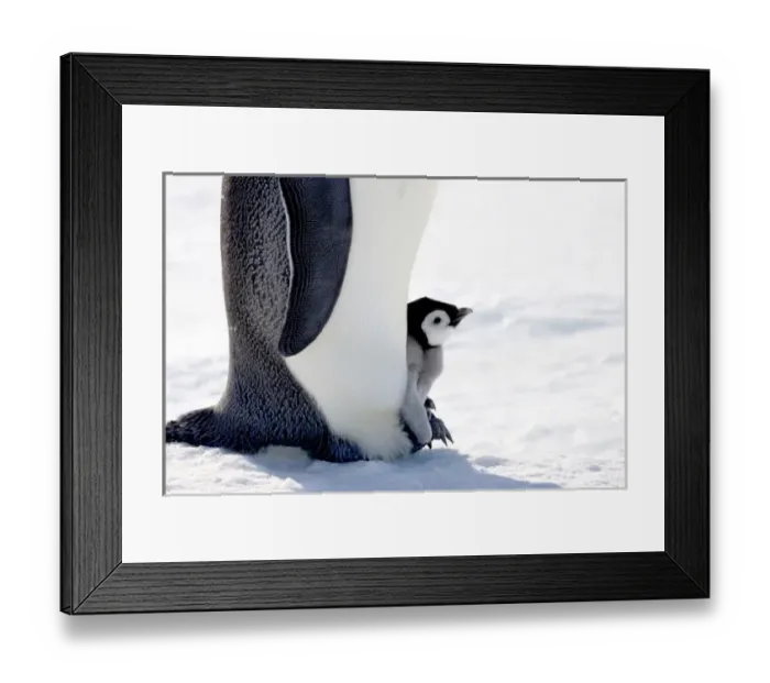Framed Print : Emperor Penguin (Aptenodytes forsteri) chick on parents feet on ice, Snow Hill Island Framed Print : Emperor Penguin (Aptenodytes forsteri) chick on parents feet on ice, Snow Hill Island