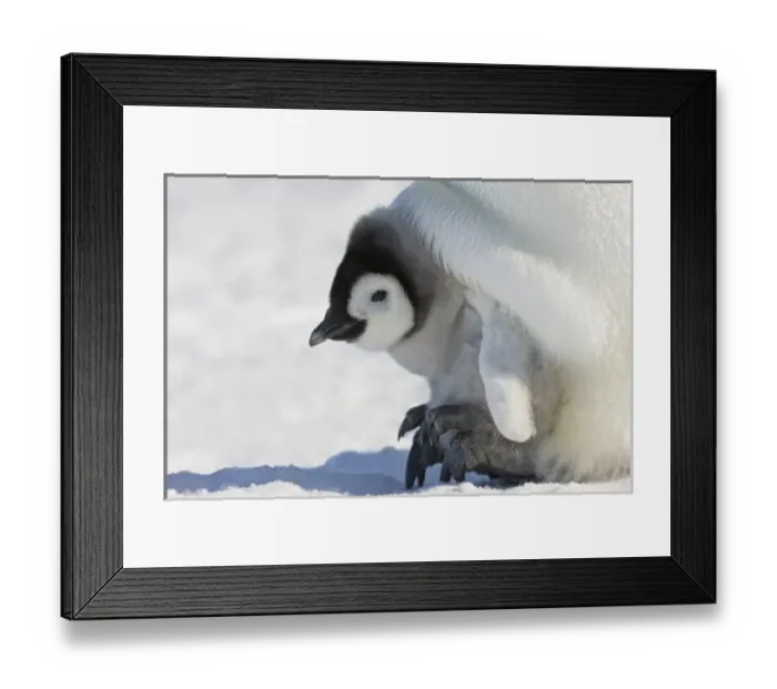 Framed Print : Emperor Penguin (Aptenodytes forsteri) chick on parents feet on ice, Snow Hill Island