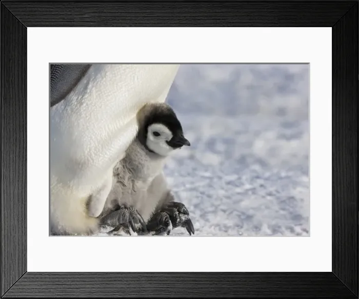 Framed Print : Emperor Penguin (Aptenodytes forsteri) chick on parents feet on ice, Snow Hill Island