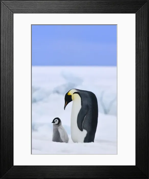 Framed Print : Emperor Penguin (Aptenodytes forsteri) chick with parent on ice, Snow Hill Island