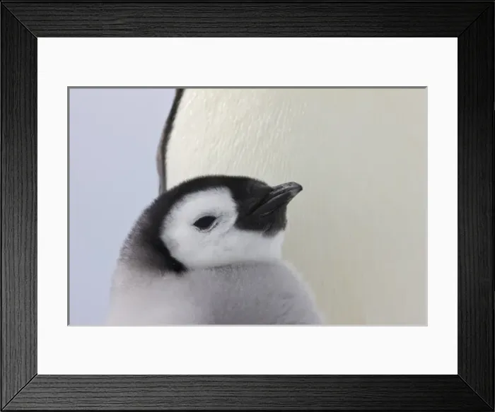 Framed Print : Emperor Penguin (Aptenodytes forsteri) chick with parent on ice, Snow Hill Island Framed Print : Emperor Penguin (Aptenodytes forsteri) chick with parent on ice, Snow Hill Island