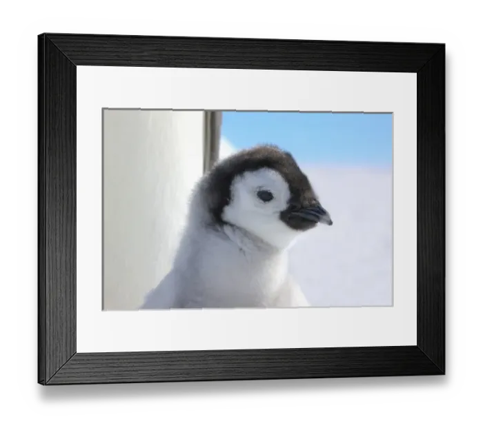 Framed Print : Emperor Penguin (Aptenodytes forsteri) chick with parent on ice, Snow Hill Island Framed Print : Emperor Penguin (Aptenodytes forsteri) chick with parent on ice, Snow Hill Island