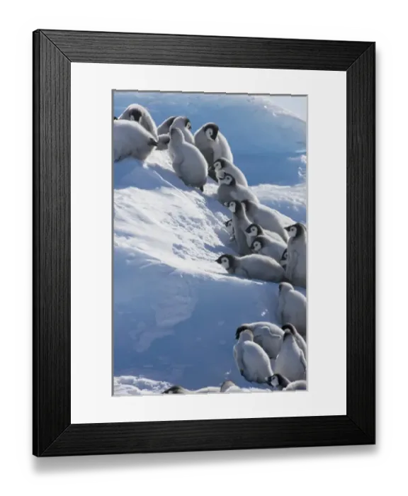 Framed Print : Emperor Penguin (Aptenodytes forsteri) chicks climbing a small ice mound, Snow Hill Island Framed Print : Emperor Penguin (Aptenodytes forsteri) chicks climbing a small ice mound, Snow Hill Island