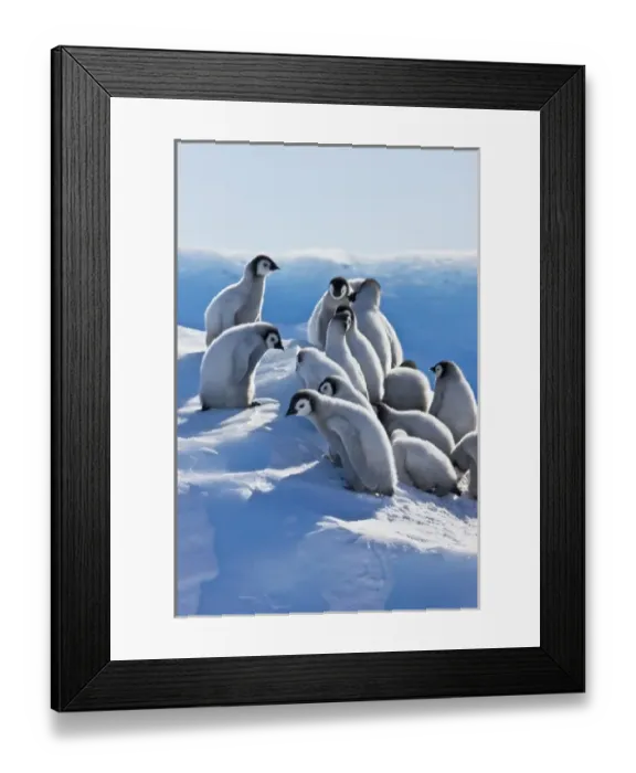 Framed Print : Emperor Penguin (Aptenodytes forsteri) chicks climbing a small ice mound, Snow Hill Island Framed Print : Emperor Penguin (Aptenodytes forsteri) chicks climbing a small ice mound, Snow Hill Island