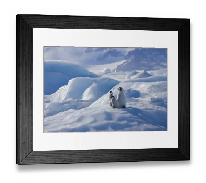 Framed Print : Emperor Penguin (Aptenodytes forsteri) chicks climbing a small ice mound, Snow Hill Island