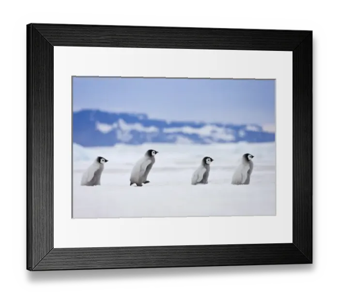 Framed Print : Emperor Penguin (Aptenodytes forsteri) chicks on ice, Snow Hill Island, Antarctica Framed Print : Emperor Penguin (Aptenodytes forsteri) chicks on ice, Snow Hill Island, Antarctica