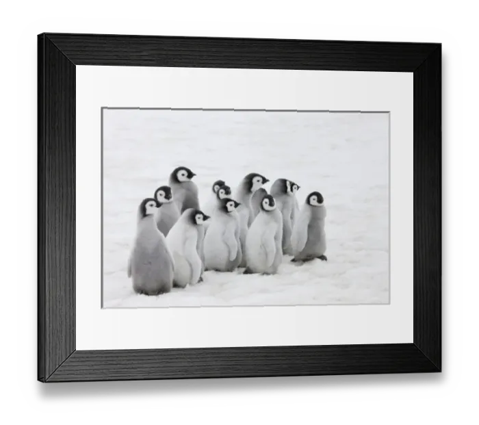 Framed Print : Emperor Penguin (Aptenodytes forsteri) chicks on ice, Snow Hill Island, Antarctica Framed Print : Emperor Penguin (Aptenodytes forsteri) chicks on ice, Snow Hill Island, Antarctica