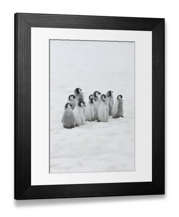Framed Print : Emperor Penguin (Aptenodytes forsteri) chicks on ice, Snow Hill Island, Antarctica Framed Print : Emperor Penguin (Aptenodytes forsteri) chicks on ice, Snow Hill Island, Antarctica