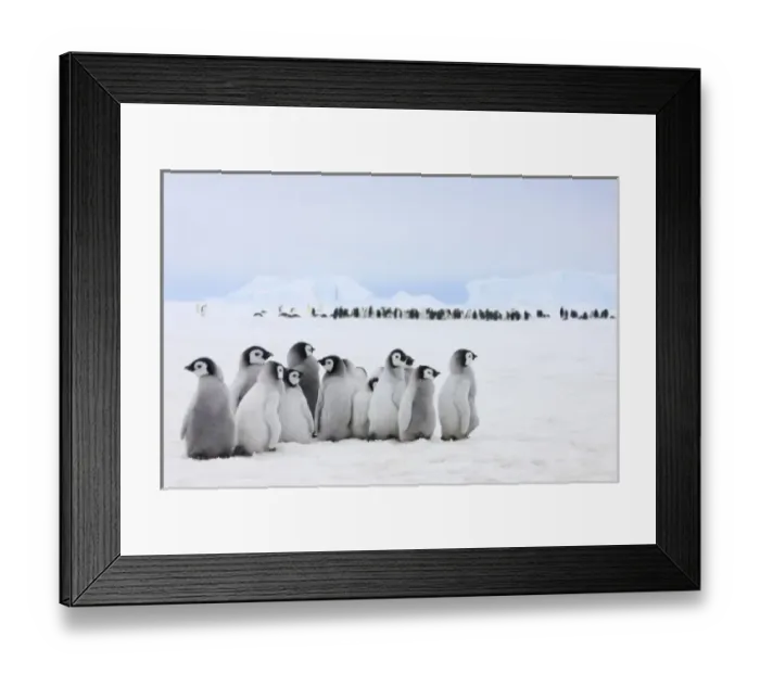 Framed Print : Emperor Penguin (Aptenodytes forsteri) chicks on ice, Snow Hill Island, Antarctica Framed Print : Emperor Penguin (Aptenodytes forsteri) chicks on ice, Snow Hill Island, Antarctica