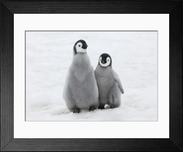Framed Print : Emperor Penguin (Aptenodytes forsteri) chicks on ice, Snow Hill Island, Antarctica Framed Print : Emperor Penguin (Aptenodytes forsteri) chicks on ice, Snow Hill Island, Antarctica