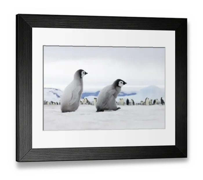 Framed Print : Emperor Penguin (Aptenodytes forsteri) chicks on ice, Snow Hill Island, Antarctica Framed Print : Emperor Penguin (Aptenodytes forsteri) chicks on ice, Snow Hill Island, Antarctica