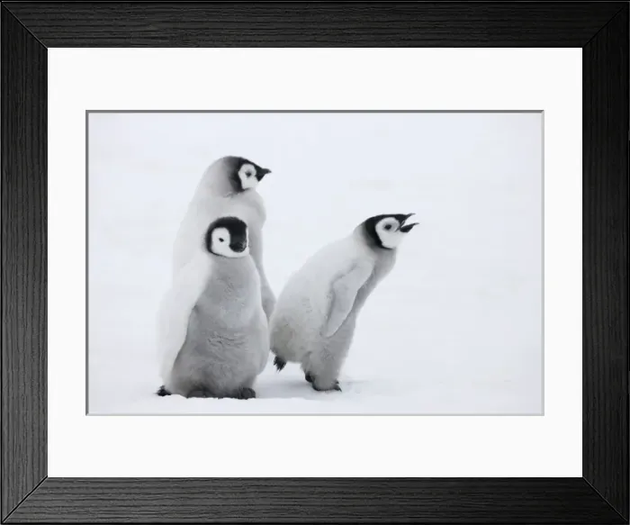 Framed Print : Emperor Penguin (Aptenodytes forsteri) chicks on ice, Snow Hill Island, Antarctica Framed Print : Emperor Penguin (Aptenodytes forsteri) chicks on ice, Snow Hill Island, Antarctica