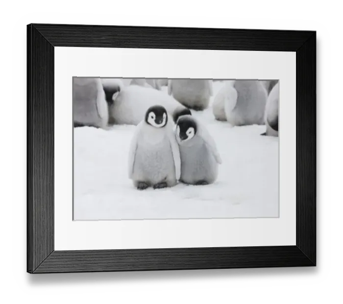 Framed Print : Emperor Penguin (Aptenodytes forsteri) chicks on ice, Snow Hill Island, Antarctica Framed Print : Emperor Penguin (Aptenodytes forsteri) chicks on ice, Snow Hill Island, Antarctica