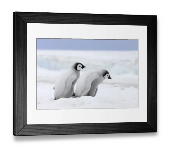 Framed Print : Emperor Penguin (Aptenodytes forsteri) chicks on ice, Snow Hill Island, Antarctica Framed Print : Emperor Penguin (Aptenodytes forsteri) chicks on ice, Snow Hill Island, Antarctica