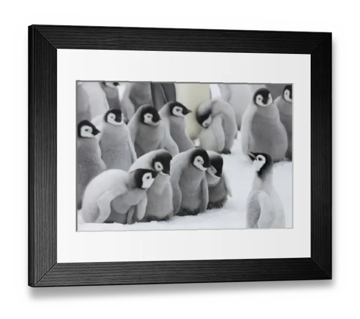 Framed Print : Emperor Penguin (Aptenodytes forsteri) chicks on ice, Snow Hill Island, Antarctica Framed Print : Emperor Penguin (Aptenodytes forsteri) chicks on ice, Snow Hill Island, Antarctica