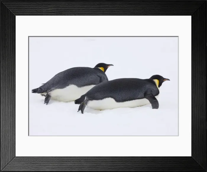 Framed Print : Emperor Penguin (Aptenodytes forsteri) glides on ice, Snow Hill Island, Antarctica Framed Print : Emperor Penguin (Aptenodytes forsteri) glides on ice, Snow Hill Island, Antarctica
