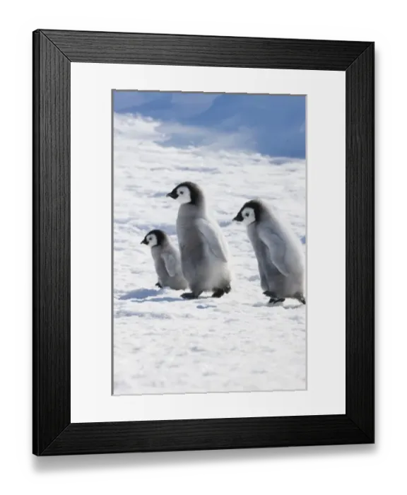 Framed Print : Emperor Penguin (Aptenodytes forsteri) chicks on ice, Snow Hill Island, Antarctica