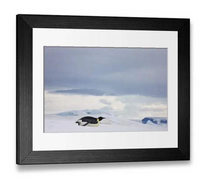 Framed Print : Emperor Penguin (Aptenodytes forsteri) glides on ice, Snow Hill Island, Antarctica