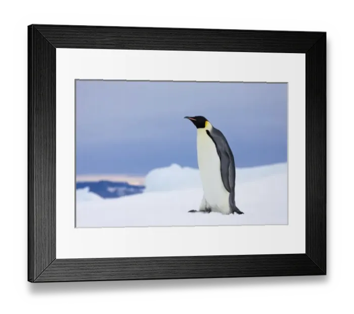 Framed Print : Emperor Penguin (Aptenodytes forsteri) on Snow Hill Island, Antarctica Framed Print : Emperor Penguin (Aptenodytes forsteri) on Snow Hill Island, Antarctica