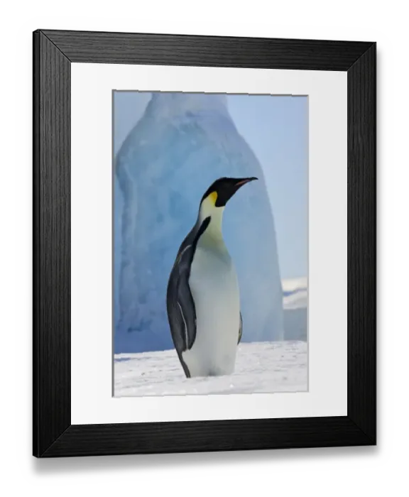 Framed Print : Emperor Penguin (Aptenodytes forsteri) on ice, Snow Hill Island, Antarctica